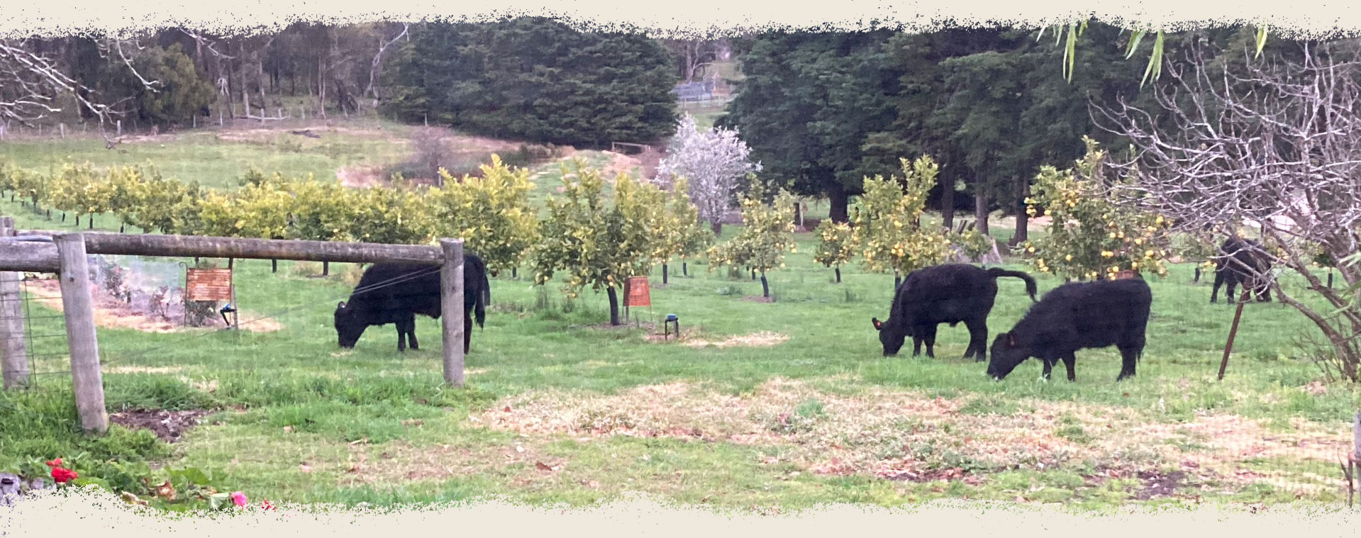 Cattle walk among the orchard at Park Nook Farm