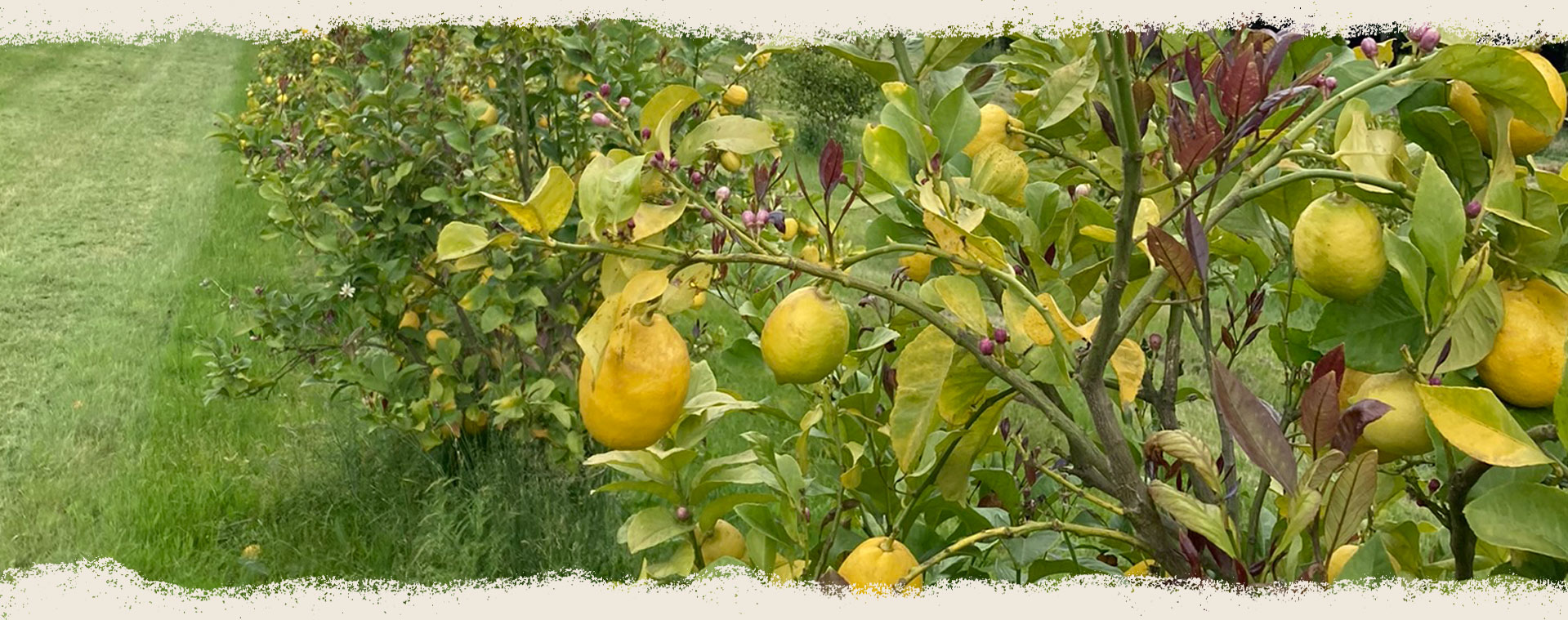 Lemons in the Orchard at Park Nook Farm in the Yarra Valley