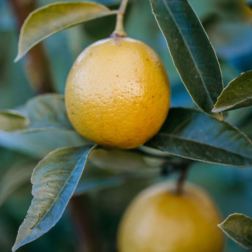 Lemons for sale at Park Nook Farm Christmas Hills