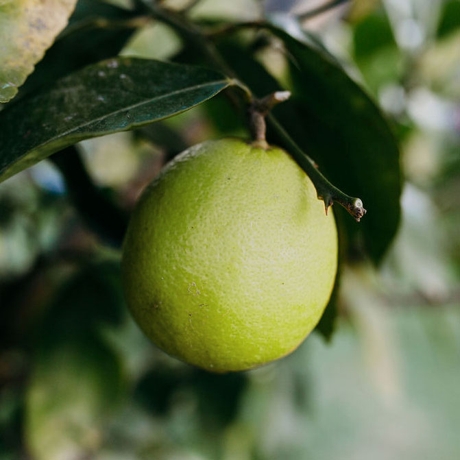 Limes for sale at Park Nook Farm Christmas Hills
