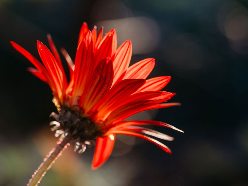 Flowers for sale in the Yarra Valley